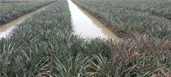 Mô hình trồng khóm