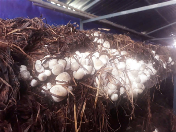 Ảnh: Nhà nấm của ông Tô Thanh Hiền, ấp Trường phước B, xã Trường Long Tây, TP. Cần Thơ