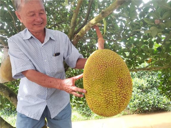 Ảnh: ông Nguyễn Minh Trắng kiểm tra Mít ruột đỏ